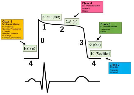 Plot of membrane potential versus time. The initial resting phase (region 4) is negative and constant flowed by sharp rise (0) to a peak (1). The plateau phase (2) is slightly below the peak. The plateau phase is followed by a fairly rapid return (3) back to the resting potential (4).