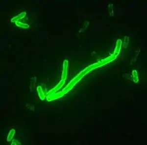 Yersinia pestis fluorescent