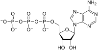 Le ribose est au centre, lié aux phosphates et à la base azotée.