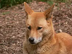 Un dingo