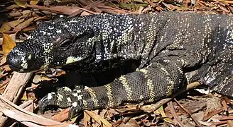 Un goanna (varan)