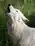 Images sur les loups