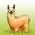 Images sur les animaux