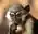 Images sur les singes