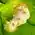Images sur les nudibranches