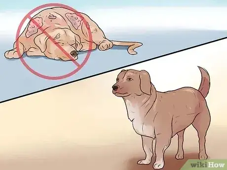 صورة عنوانها Identify Mange on Dogs Step 17