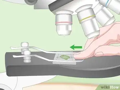 صورة عنوانها Use a Light Microscope Step 4