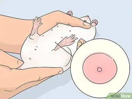 صورة عنوانها Tell if a Mouse Is Male or Female Step 6