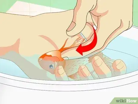 صورة عنوانها Revive a Goldfish Step 4