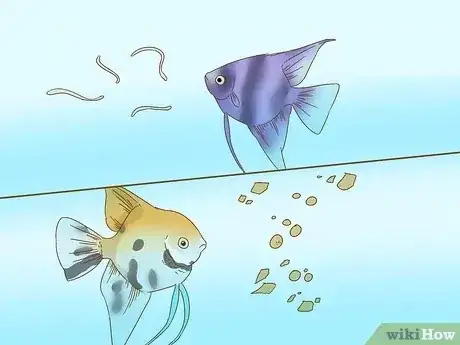 صورة عنوانها Care for an Angelfish Step 6