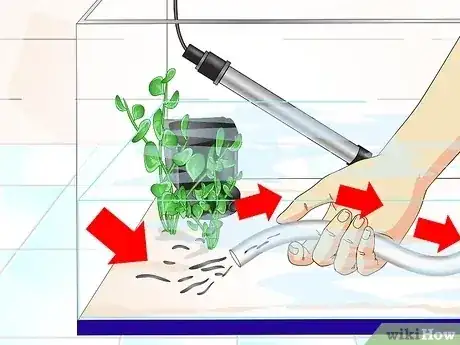 صورة عنوانها Cure Goldfish Ich Step 9