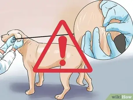 صورة عنوانها Identify Mange on Dogs Step 10