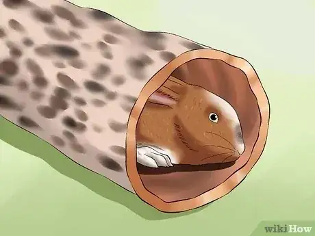 صورة عنوانها Calm a Rabbit Step 3