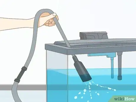 صورة عنوانها Care for an Angelfish Step 8