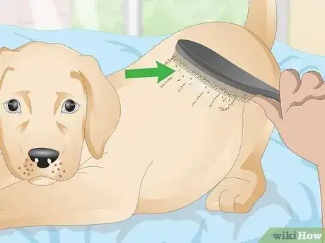 صورة عنوانها Detect Flea Bites Step 9