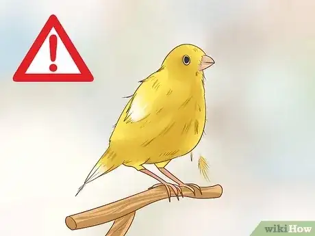 صورة عنوانها Keep a Single Canary Step 10