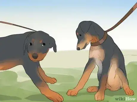 صورة عنوانها Care for a Rottweiler Puppy Step 14