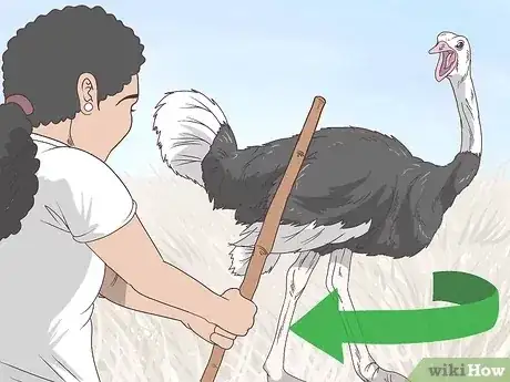 صورة عنوانها Survive an Encounter with an Ostrich Step 7