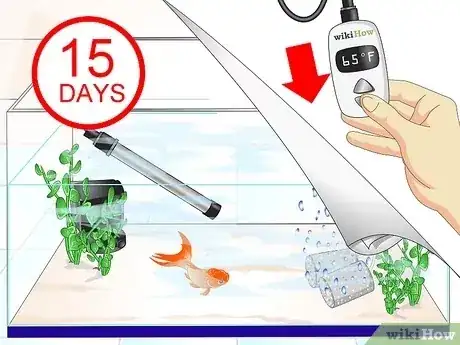 صورة عنوانها Cure Goldfish Ich Step 8