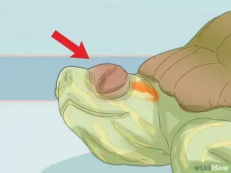 صورة عنوانها Care for a Red Eared Slider Turtle Step 17