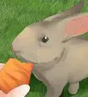فهم سلوك الأرانب