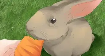 فهم سلوك الأرانب