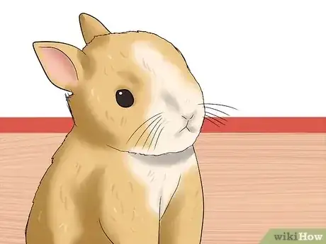 صورة عنوانها Tell the Age of a Rabbit Step 4