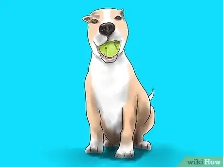 صورة عنوانها Train a Pit Bull Step 9