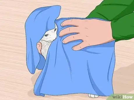 صورة عنوانها Bathe a Kitten Step 15