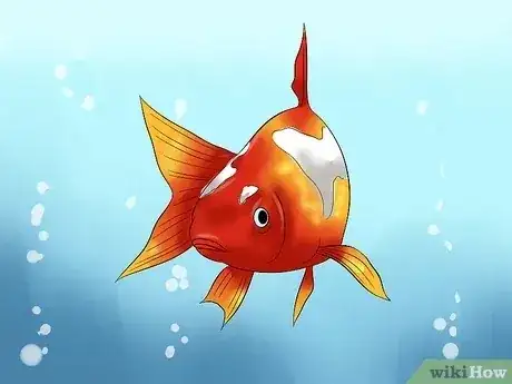 صورة عنوانها Treat Fish Diseases Step 2