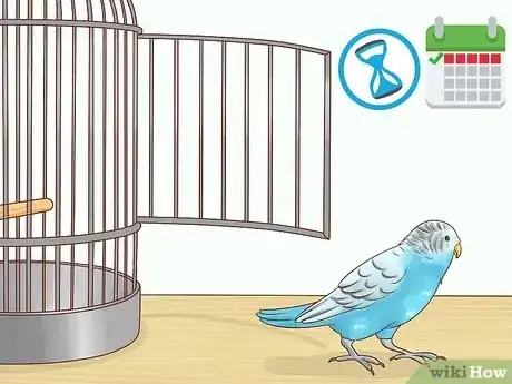 صورة عنوانها Keep a Parakeet Safe Out of Its Cage Step 1