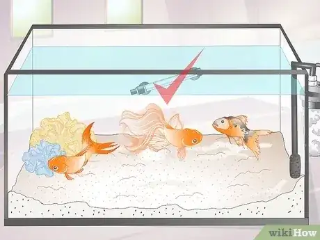 صورة عنوانها Tell if Your Goldfish Is an Adult Step 1