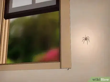 صورة عنوانها Kill Spiders when You Have Arachnophobia Step 6