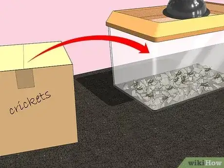 صورة عنوانها Keep Crickets Alive Step 6