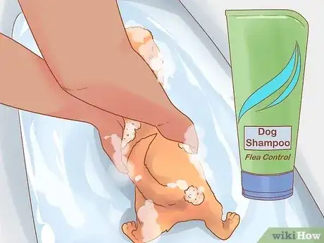 صورة عنوانها Get Rid of Tapeworms in Your Pets Step 9
