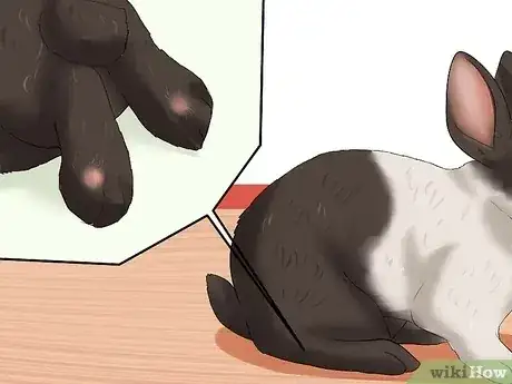 صورة عنوانها Tell the Age of a Rabbit Step 9