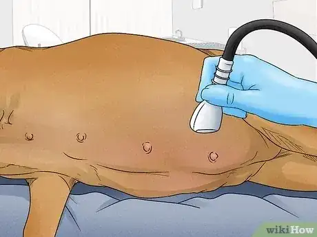 صورة عنوانها Know when a Dog Is Done Giving Birth Step 1