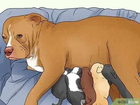 صورة عنوانها Know when a Dog Is Done Giving Birth Step 6