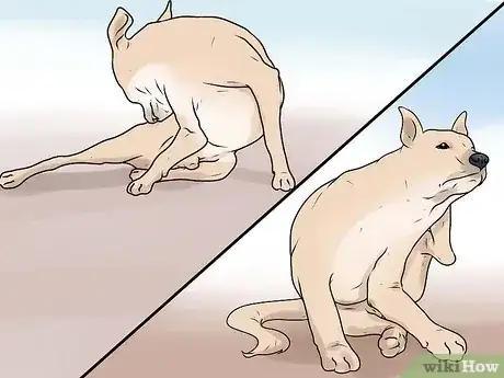 صورة عنوانها Identify Mange on Dogs Step 1