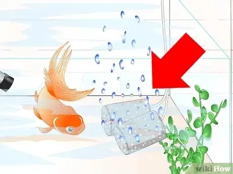 صورة عنوانها Cure Goldfish Ich Step 5