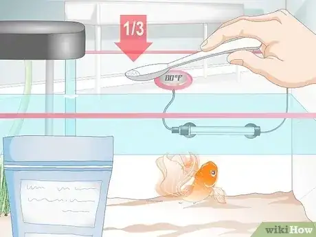 صورة عنوانها Cure Goldfish Dropsy Step 13