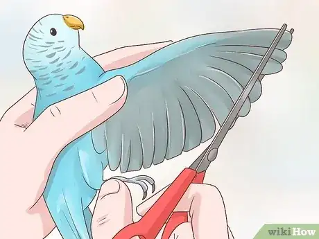 صورة عنوانها Keep a Parakeet Safe Out of Its Cage Step 2