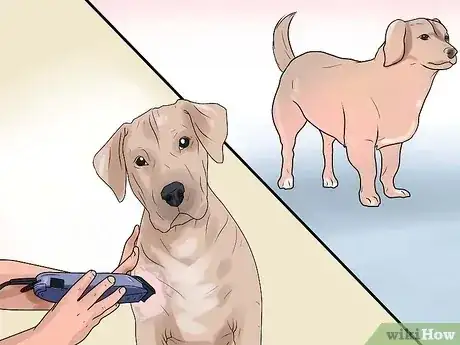 صورة عنوانها Identify Mange on Dogs Step 3
