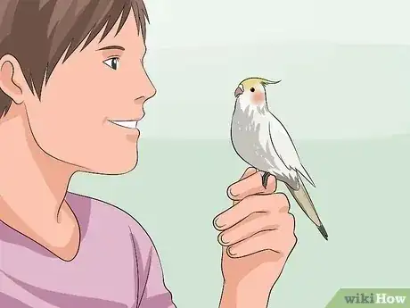 صورة عنوانها Train a Cockatiel to Talk Step 1
