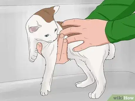صورة عنوانها Bathe a Kitten Step 10