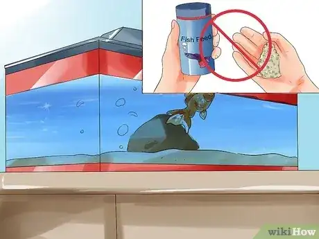صورة عنوانها Humanely Kill a Fish Step 4