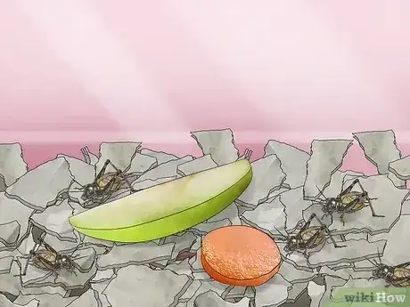 صورة عنوانها Keep Crickets Alive Step 8