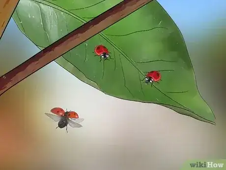 صورة عنوانها Get Rid of the Whitefly Step 5