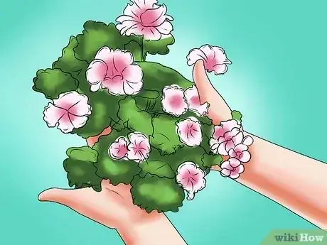 صورة عنوانها Grow Geraniums Step 11