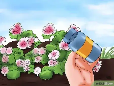 صورة عنوانها Grow Geraniums Step 12